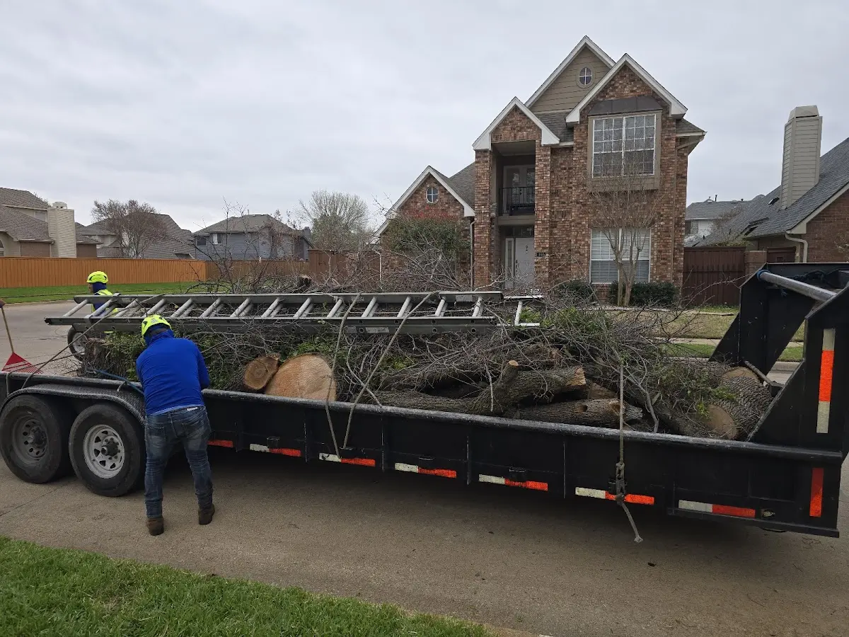 Expert Tree Pest Control with proper safety equipment in Bowman